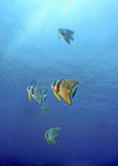 Thailande batfisch diving blue