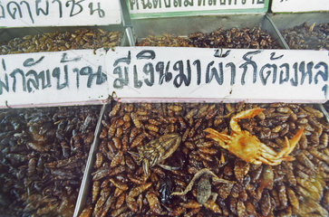 Thailand Pattaya  Insekten zum essen