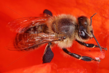 Briescht  Deutschland  Honigbiene sitzt in einer Mohnbluete