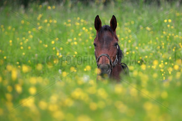 Graditz  Deutschland  Pferd liegt allein inmitten einer Blumenwiese