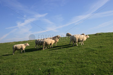 Westerhever  Schafe beim Weiden auf dem Deich