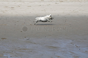 Sylt  Deutschland  West Highland White Terrier rennt am Strand entlang