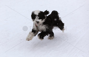 Berlin  Deutschland  ein Hund rennt durch den Schnee