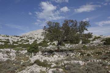 Baum auf der Supramonte di Oliena