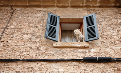 Alcudia  Mallorca  Spanien  ein Hund schaut aus dem Fenster einer Wohnung