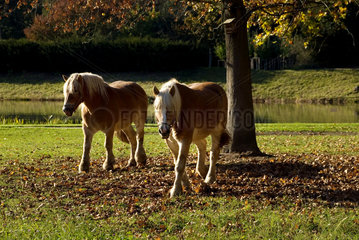 Zwei Pferde auf einer Weide im Gartenreich Dessau-Woerlitz  Deutschland