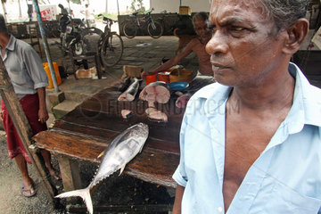 Galle  Sri Lanka  Thunfische auf dem Fischmarkt