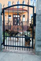 Zele  Polen  drei Hunde an der Pforte eines Einfamilienhauses