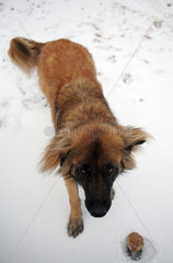 Belloe  Schweden  Hund im Schnee