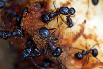 Suvereto  Italien  Ameisen krabbeln ueber ein Apfelstueck