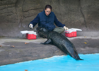 Barcelona  Spanien  Fuetterung der Robben im Zoo Barcelona