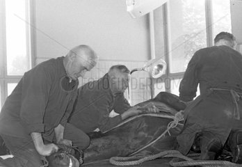 Hoppegarten  DDR  Maenner halten ein Pferd bei einer Operation fest