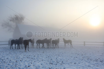 Graditz  Deutschland  Pferde im Winter bei Nebel auf der Koppel