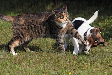 Goerlsdorf  Deutschland  Hauskatze gibt einem Jack Russell Terrier einen Tatzenhieb auf die Schnauze