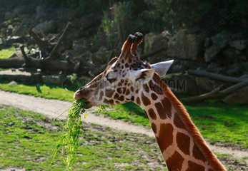 Leipzig  Deutschland  eine Giraffe im Zoo Leipzig