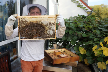 Berlin  Deutschland  Imker kontrolliert eine Honigwabe seines Bienenvolkes