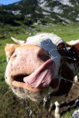 Obertraun  Oesterreich  Kuh leckt sich mit der Zunge ueber das Maul