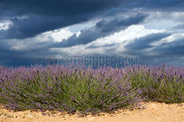 Plateau de Valensole  Frankreich  ein bluehendes Lavendelfeld