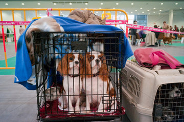 Posen  Polen  Rassehunde in einer Transportbox auf der Internationalen Hundeausstellung