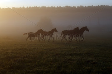 Goerlsdorf  Deutschland  Silhouetten von Pferden im Nebel auf der Weide