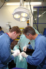 Iffezheim  Deutschland  Tieraerzte bei einer Operation