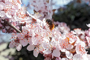 Zuerich  Schweiz  Rote Mauerbiene sammelt Nektar auf einer Kirschbluete