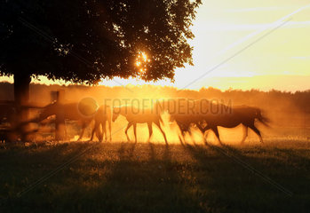 Ingelheim  Deutschland  Silhouette  Pferde bei Sonnenuntergang auf der Weide