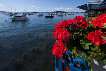 Arradon  Frankreich  Geranien im Blumenkaste am Hafen