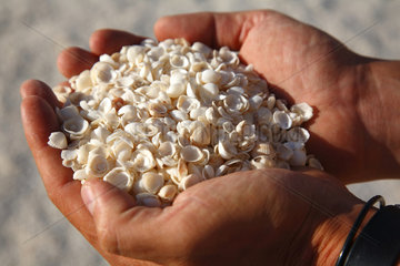 Denham  Australien  eine handvoll Muscheln vom Shell Beach