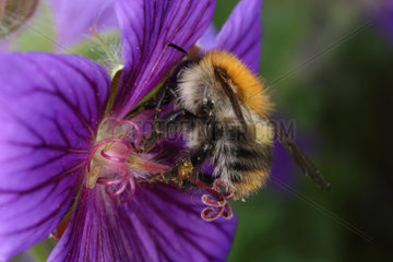 Briescht  Deutschland  Rote Mauerbiene sammelt Nektar aus einer violetten Bluete
