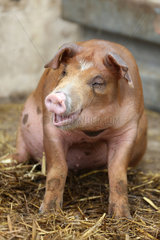 Prangendorf  Deutschland  Buntes Bentheimer Schwein grunzt