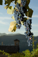Carabietta  Schweiz  traditioneller Weinanbau am Luganer See