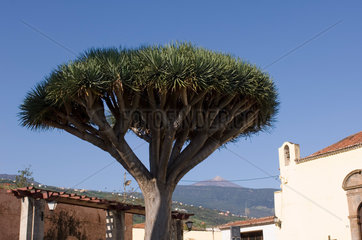 La Orotava  Spanien  ein Drachenbaum