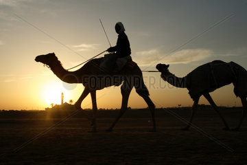 Dubai  Kamelreiter bei Sonnenaufgang in der Wueste