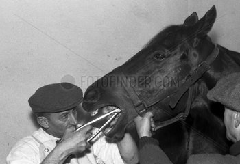 Dresden  DDR  Pferdezahnart Arthur Mac Manus zieht einem Pferd einen Zahn