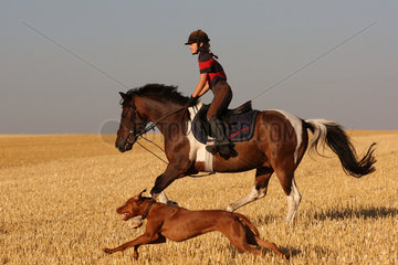 Ingelheim  Deutschland  Maedchen reitet auf einem Pony in Begleitung ihres Hundes ueber ein gemaehtes Feld