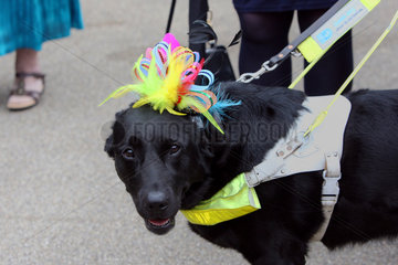 Ascot  Grossbritannien  Blindenfuehrhund traegt einen Hut