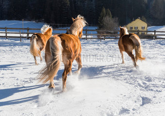 Innichen  Italien  Pferde galoppieren ueber eine verschneite Koppel