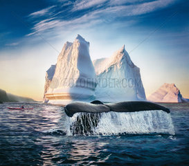 Makkovik  Kanada  Wal und Eisberg