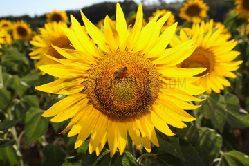 Torre Alfina  Italien  Biene auf einer bluehenden Sonnenblume