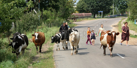 Ginawiczy  Weissrussland  eine polnischstaemmige Bauernfamilie beim Kuhtrieb