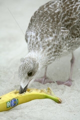Amrum  ein Kiebitzregenpfeifer frisst eine Banane