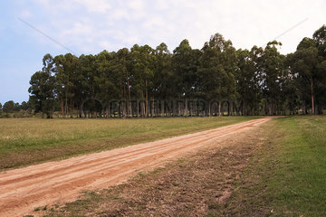Dirt road in rural landscape