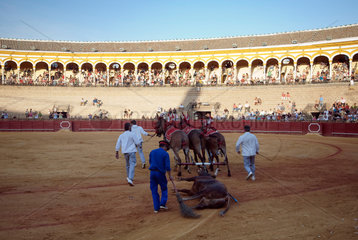 Sevilla  Spanien  Mullis und Personal ziehen einen toten Stier aus der Stierkampfarena