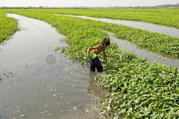 Phnom Penh  Kambodscha  ein Junge sucht Schnecken auf einer Wasserspinatplantage