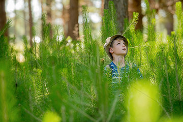 Boy hiking through young pine trees in forest