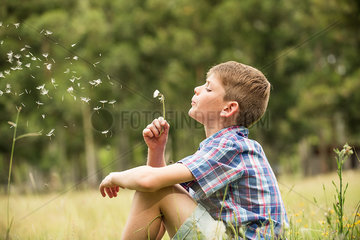 Boy blowing dandelion seedhead