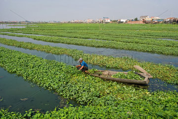 Phnom Penh  Kambodscha  ein Mann erntet Wasserspinat auf einer Plantage