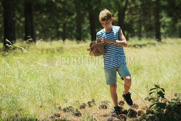Boy collecting pine cones