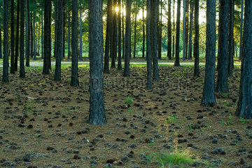 Fallen pine cones on forest ground